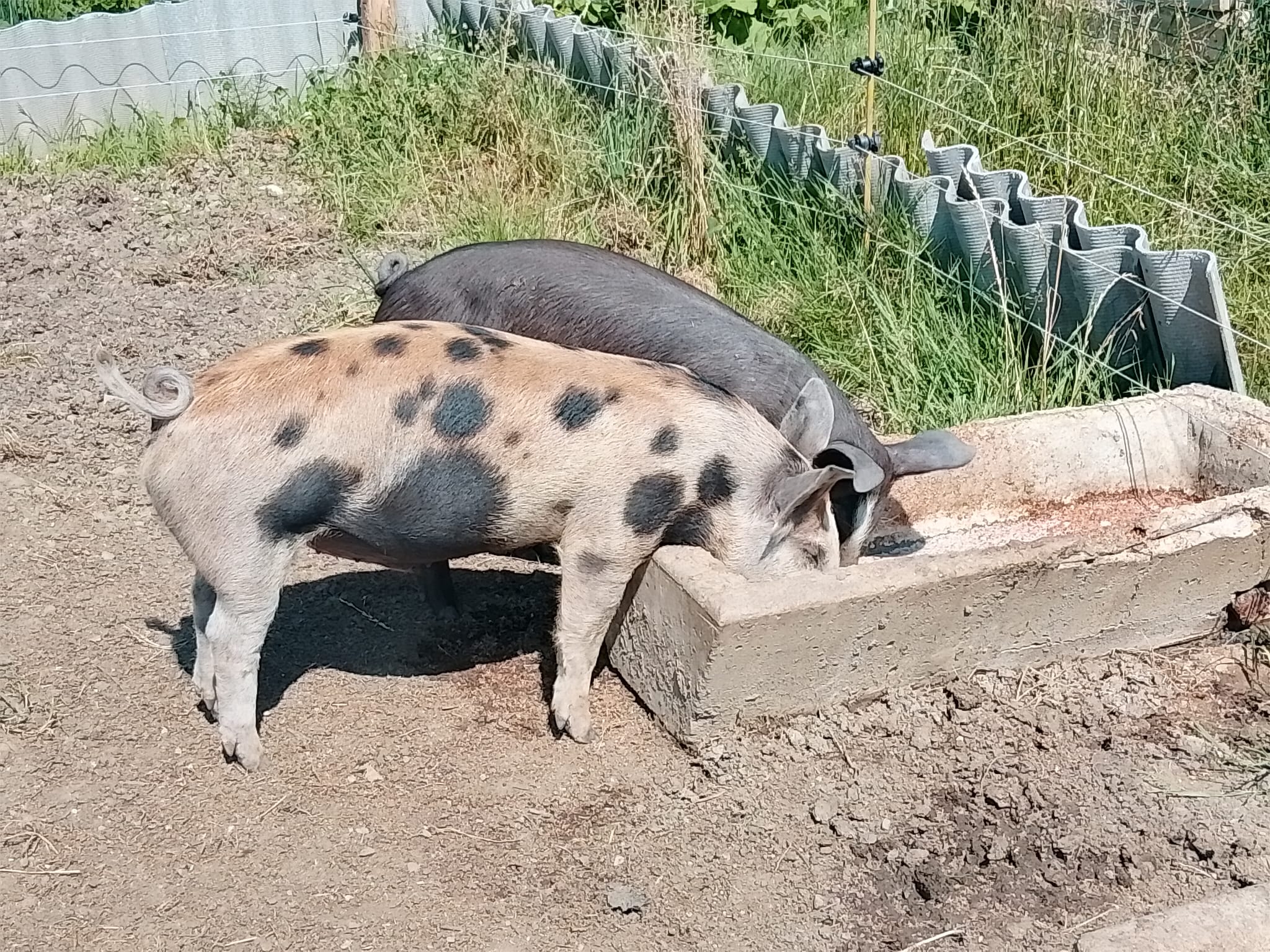 PORC