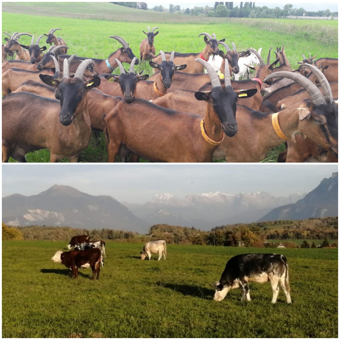 Parasitisme ruminants
