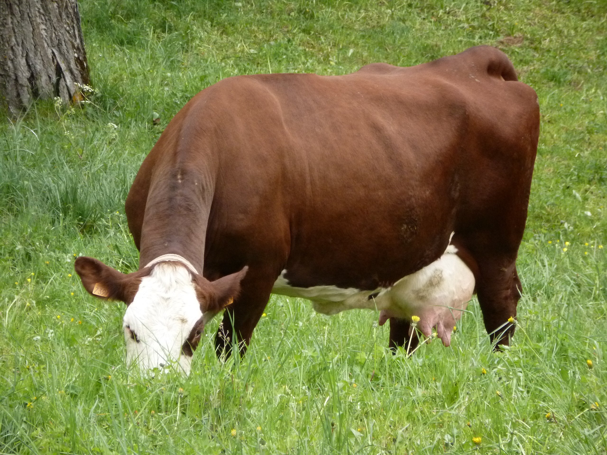 Prairie_santé