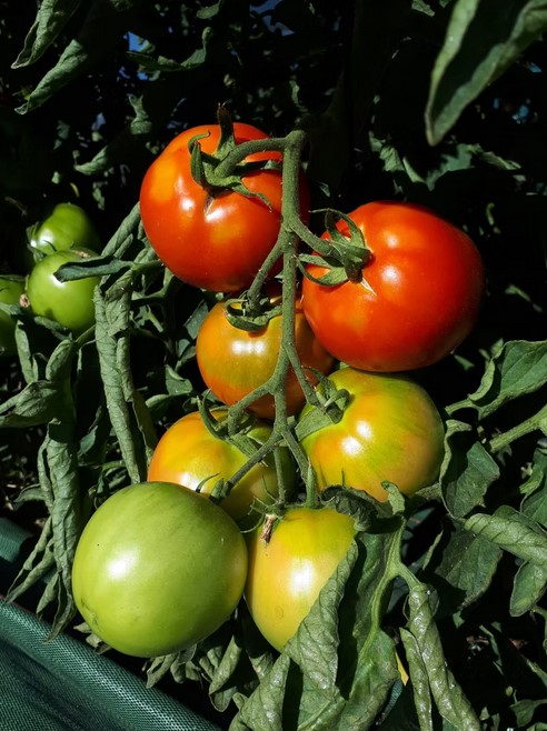 SOLANACEES